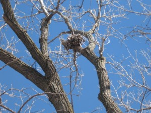 Tree with nest
